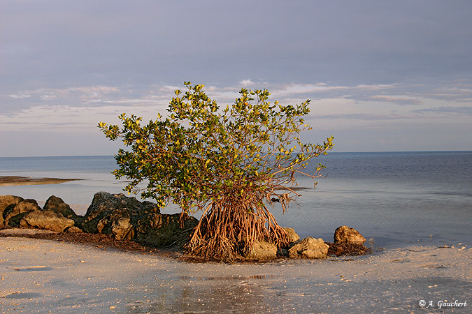 Red Mangroves